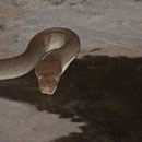 Olivpython