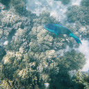Unterwasserwelt des Ningaloo-Riffs