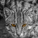 Nürnberg - Nürnberger Zoo - Wildkatze