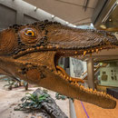 Stuttgart - Naturkundemuseum - Museum am Löwentor