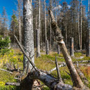 Nationalpark Harz