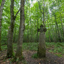 Ihlefelder Kreuz - Hainich Nationalpark