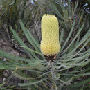 Lesueur NP