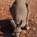 Roo