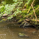 Wasseramsel - Rötenbach-, Haslach- und Wutachschlucht