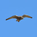 Turmfalke