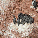 Trottellummen
