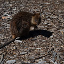 Quokka