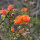 Lesueur NP