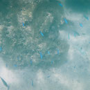 Unterwasserwelt des Ningaloo-Riffs