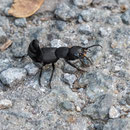 Dunkler Raubkäfer (Ocypus tenebricosus), das erklärt, warum das Kerlchen so aggressiv war - Nationalpark Harz