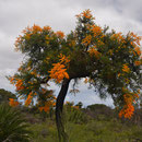 Lesueur NP