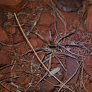 Spinne