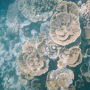 Unterwasserwelt des Ningaloo-Riffs