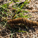 Raupe - Nationalpark Harz