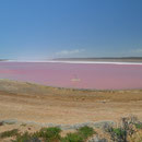 Pink Lake
