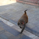 Attention à ses affaires