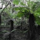 Rain forest