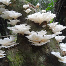 Quelques champignons étranges