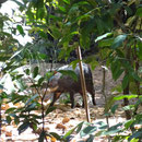 Un sanglier