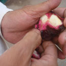 Un fruit inconnu sous nos latitudes