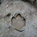 Trace de tapir