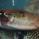 Le Fugu