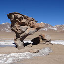 Arbol de Piedra