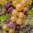 Weinrebe mit Botrytis Beeren
