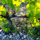 Weinstock auf Böden reich an vulkanischen Gestein