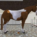 Best Friends - Mein Pferd 3D