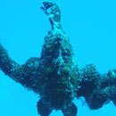 żabnica (frogfish)