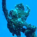 żabnica (frogfish)