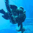 żabnica (frogfish)