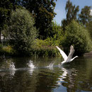 Hochzeit Stadtpark Nürnberg Schwan