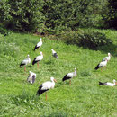 Der Vogelpark Marlow lohnt einen Ausflug ins Binnenland