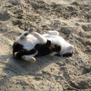 Herrlich warmer Sand ! Zoey, April`16