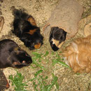 Schoki, Toffee, Krümel, Fussel