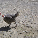 Ein "Roadrunner" in Tarnfarbe !