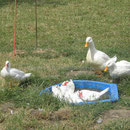 Hey, was macht ihr denn da in unserer Badewanne ? Enten unter sich