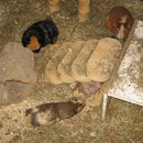 Nougat, Gismo, Schokini und Lissy