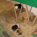 Wir haben mal wieder Besuch ! Strato + Snickers mit Zoey