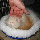 Kuschelbär DJ