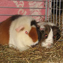 Fenja + Hermine beim Kuscheln