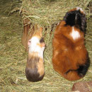 Stretching ! Josie + Quax