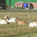 Flecki, Nicki, Jeany, Winni - Mabel im Abseits