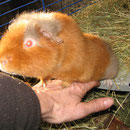 Mein "Stiernacken" ist nur für´s Foto aufgepummt ! Barney