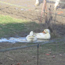 Badespaß der Enten !