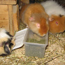 Schnell, schnell, Frauchen hat die Leckerlis vergessen .....! Amy, Dana, Orion