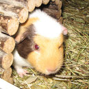 Josie